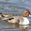 Northern Pintail